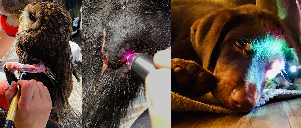 Die Behandlung von einer Eule und einem Hund mit dem Monolux Pen