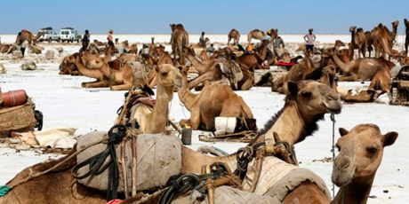 Bild von Kamelen der Salzkarawane am Karumsee